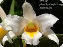 Dendrobium roseiodorum